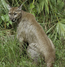 Puma Panama
