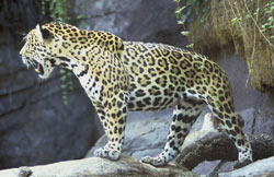 Jaguar Panama