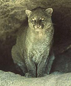 Jaguarundi Panama