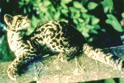 Margay Panama
