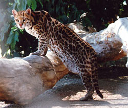Ocelot Panama